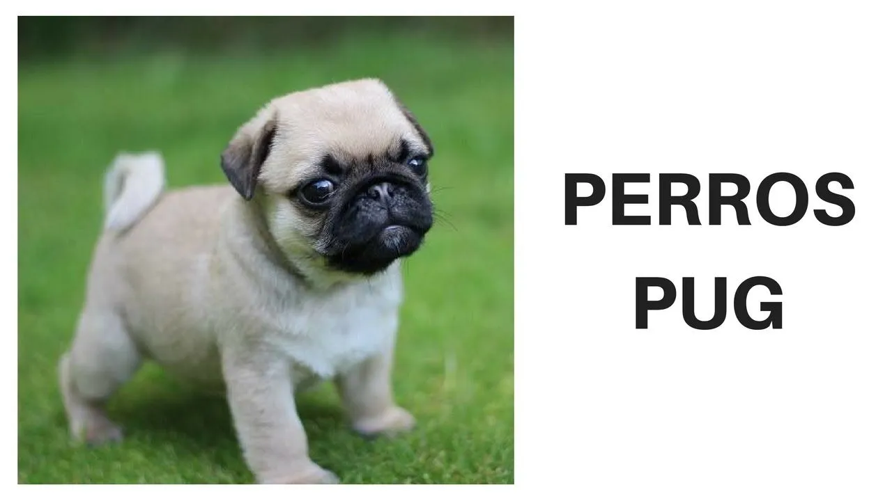 Perros Pug - Raza de Perros Pug - YouTube