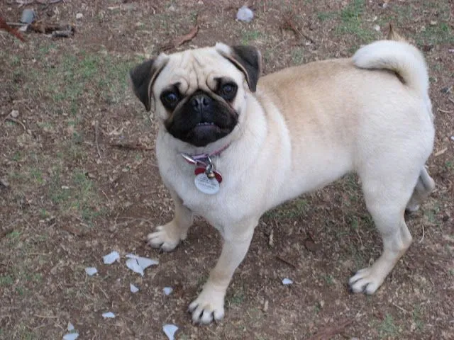 Perros Pugs - Hermosos Cachorros y Adultos Pugs | Fotos e Imágenes ...