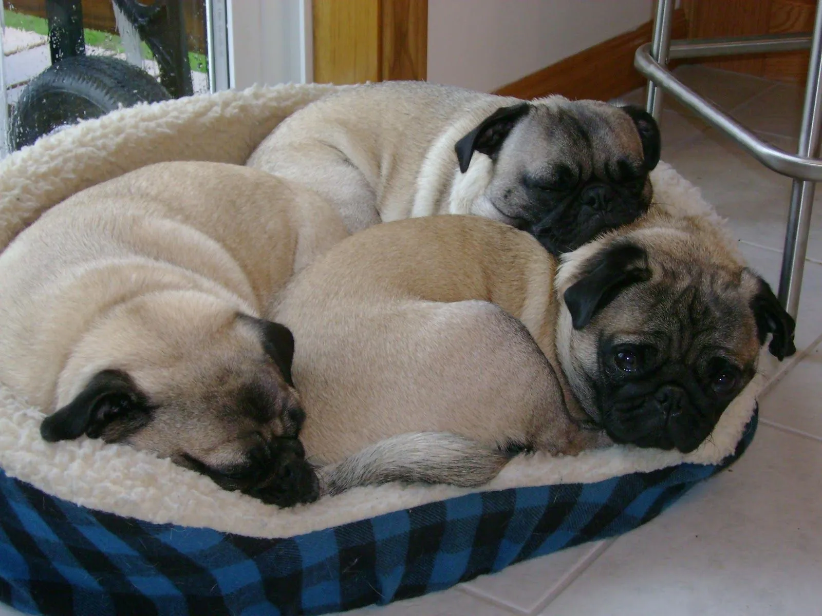 Perros Pugs - Hermosos Cachorros y Adultos Pugs | Fotos e Imágenes ...