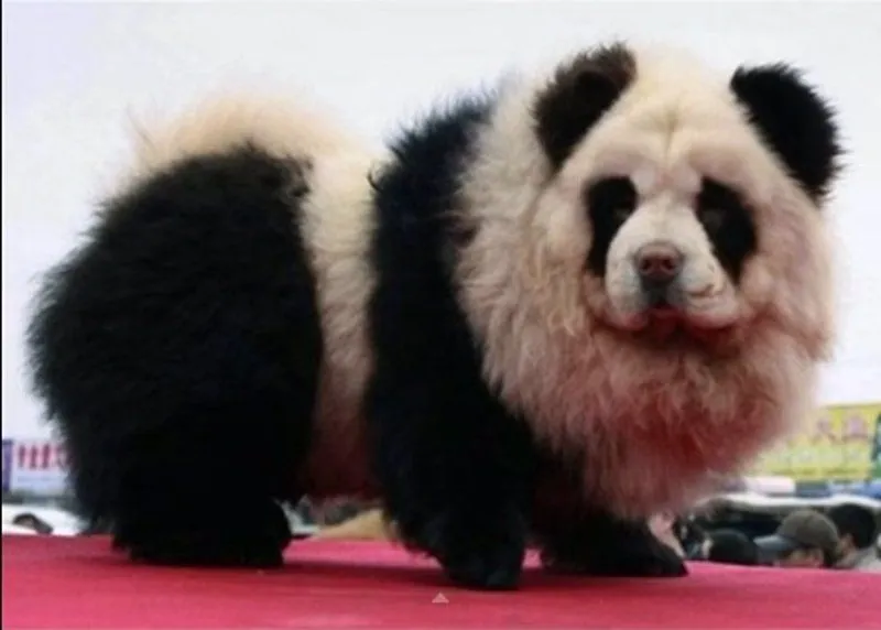 Perros "panda", la nueva moda en China