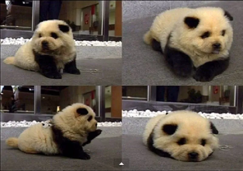 Perros "panda", la nueva moda en China