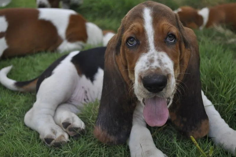 Perros de Raza El Basset Hound