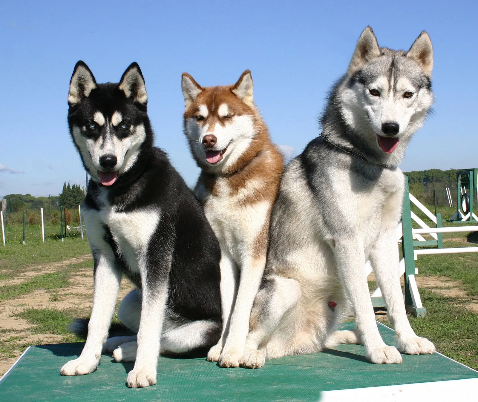 Idool Perros raza Husky Siberianos en tres diversos colores