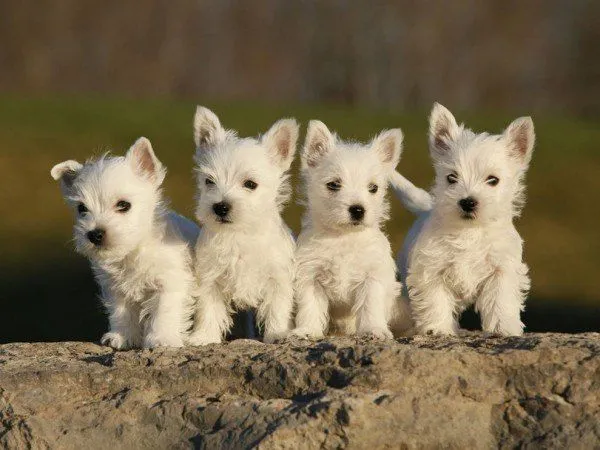 Perros de raza pequeña