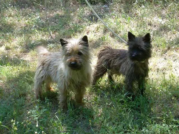 Perros de Raza Pequeña - Taringa!