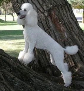 El Perros y Sus Razas: Caniche - Poodle