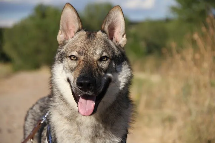 es sobre perros: Razas de perros: Perro Lobo Checoslovaco