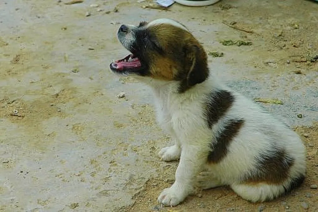 perros recien nacidos (2) | Cuidar de tu perro es facilisimo.