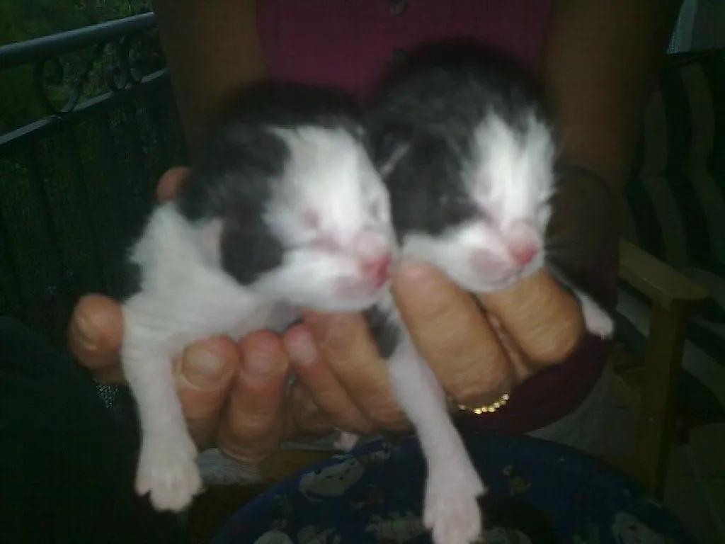 perros recien nacidos | Cuidar de tu gato es facilisimo.