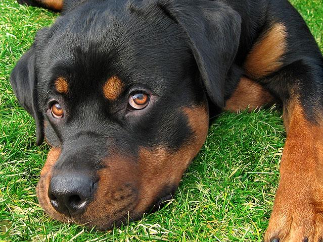 Perros Rottweiler bebé - Imagui