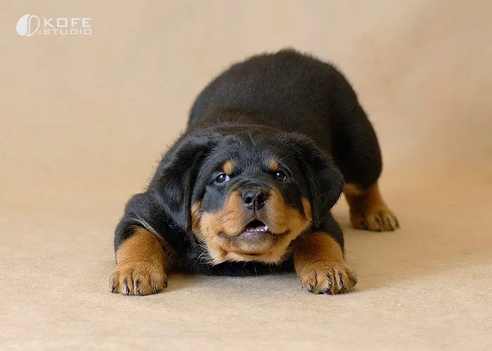 perros rottweiler | vladiperlerablog