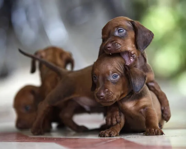 Perros salchicha recien nacidos - Imagui