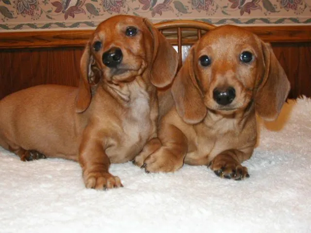 PERROS SALCHICHAS CACHORROS: SALUD