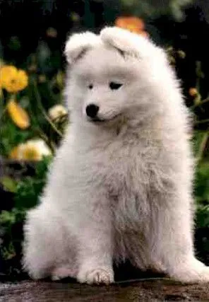 Perros: Samoyedo