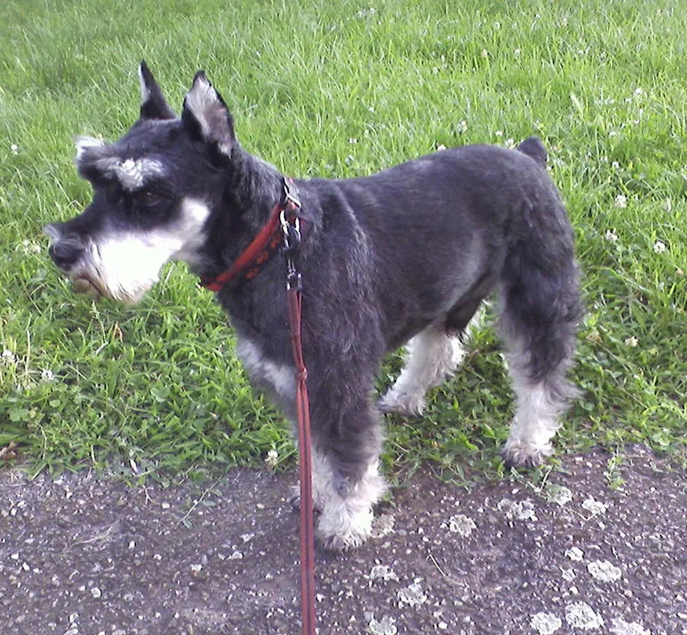 Todo Perros: Schnauzer miniatura