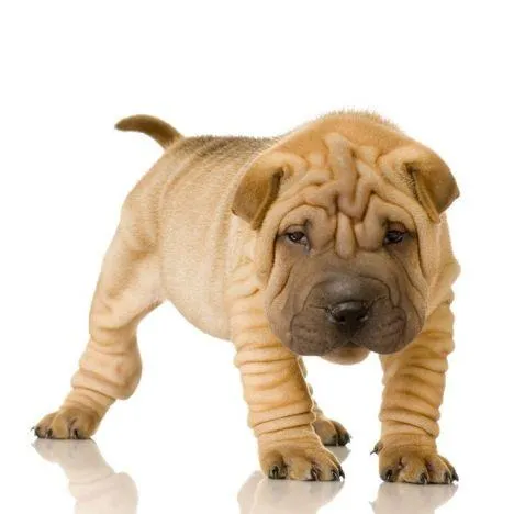 Los Perros Shar Pei Chino son Apreciados por sus Singulares ...