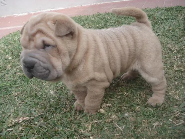 Perros Shar Pei - Imagui