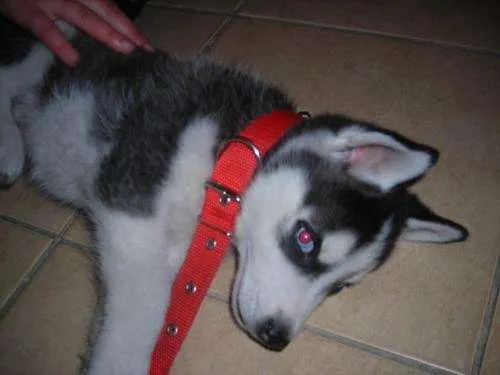 Fotos de URGENTE!!!!vendo perro siberiano cachorro - Buenos Aires ...