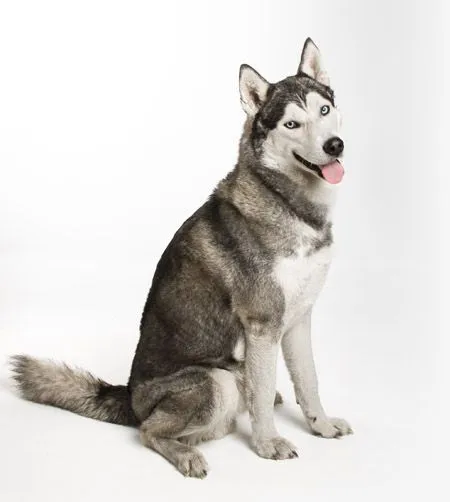 Husky Siberiano. Perros. Plusesmas.com