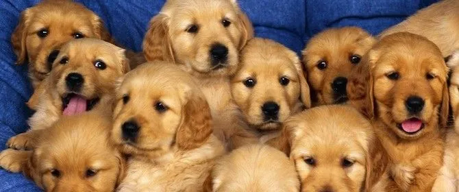 Cosas que no sabes sobre los perros - Taringa!