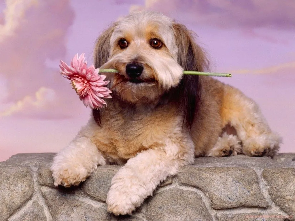 Perros tiernos con una flor - Imagui