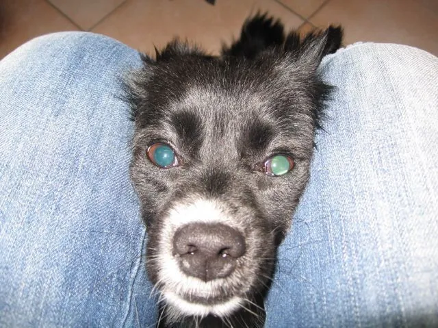 Ojos verdes | fotos de Animales