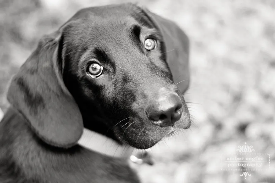 Los perros ven en blanco y negro? | Lenticom