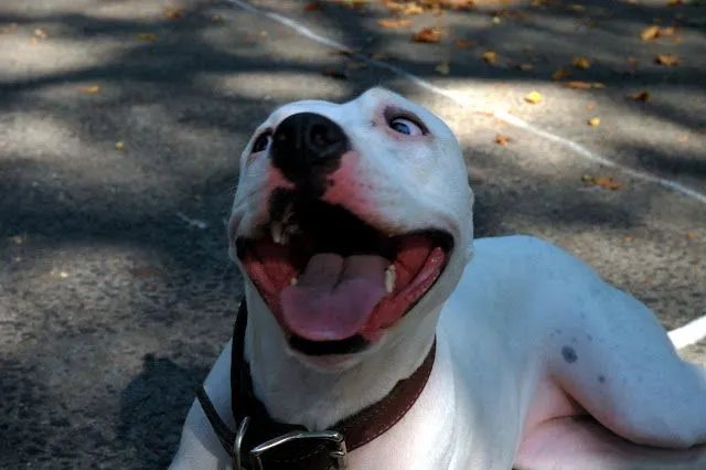 De Perros Para Tu Wallpaper | PicsWallpaper.