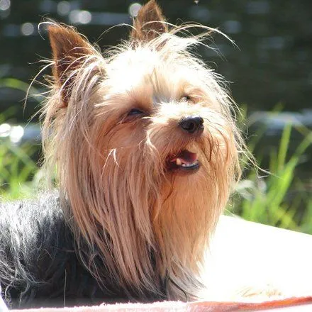 Perros Yorkshire Terrier. PerrosAmigos.