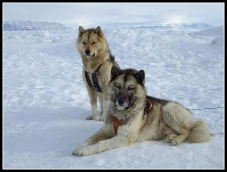 Paisajes de perros - Imagui