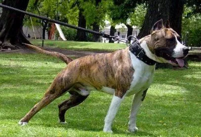 PerrosPitBull