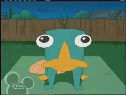 Perry el ornitorrinco tierno - Imagui