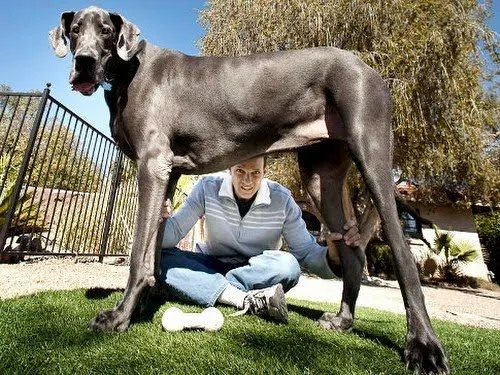 No todas las personas que respiran están vivas: George, el perro ...