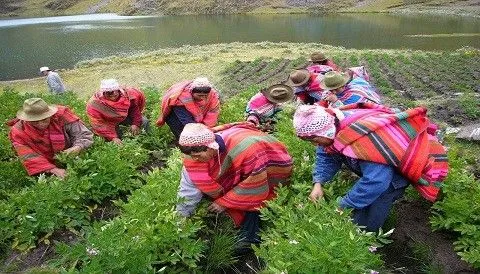 El Perú celebra hoy el Día del Campesino - Generaccion.