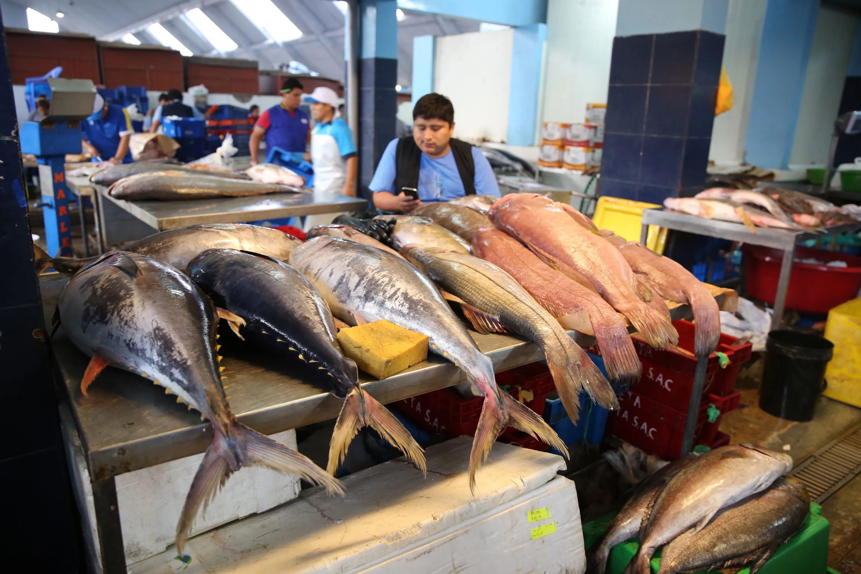 Perú: especies marinas amenazadas y hasta prohibidas son vendidas bajo otro  nombre