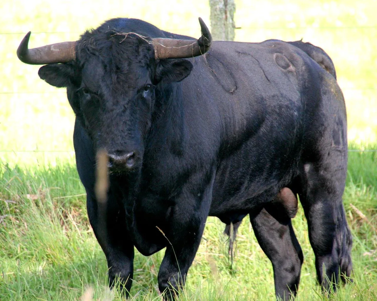 PERÚ TOROS: IMÁGENES DE LOS TOROS DE LA AHUMADA PARA ACHO 2013