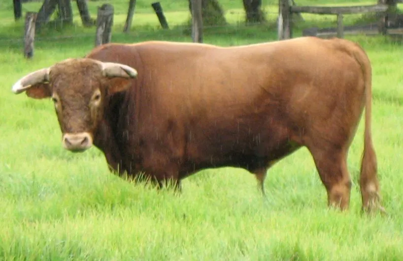 PERÚ TOROS: IMÁGENES DE LOS TOROS PARA CHOTA 2012