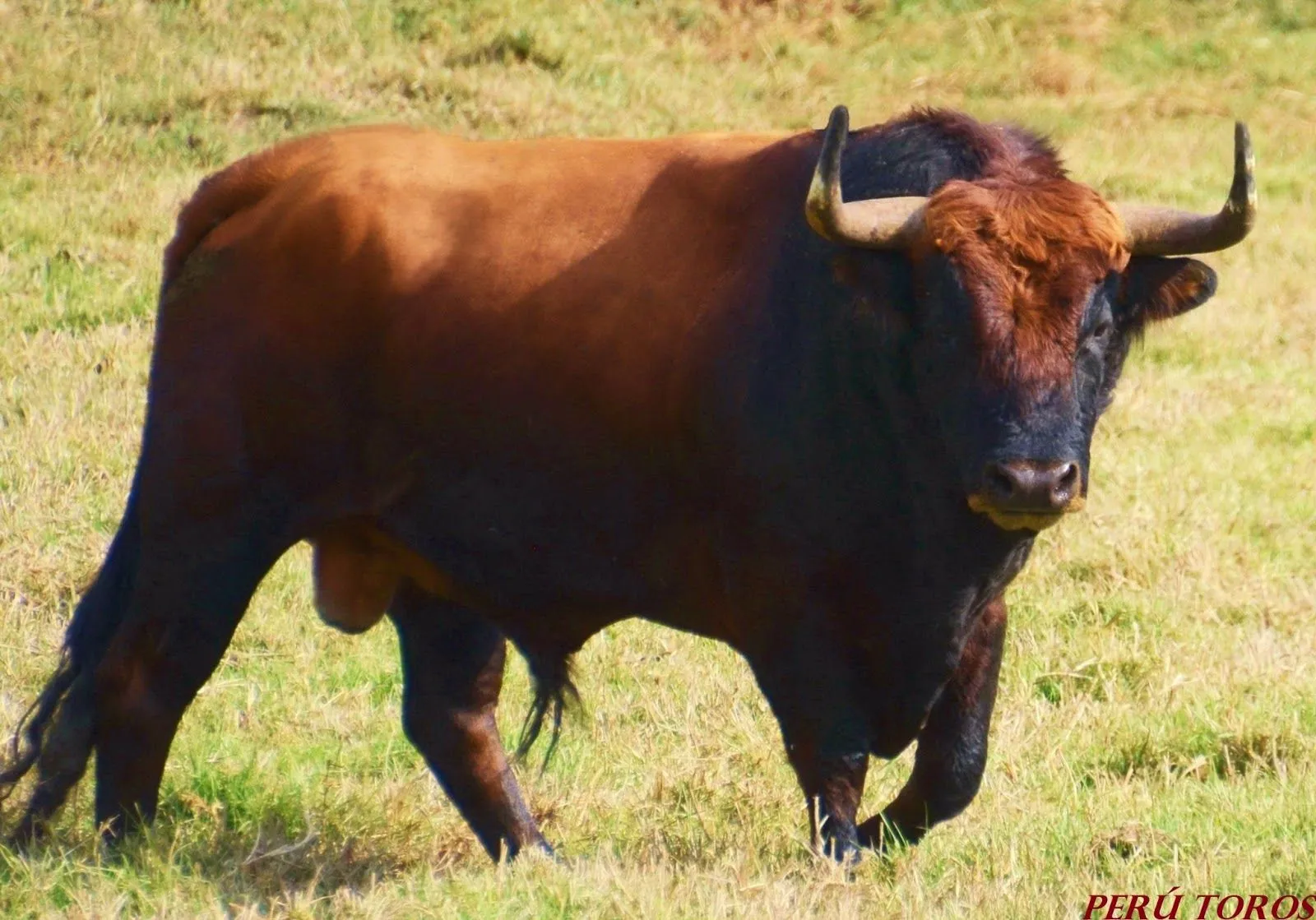 PERÚ TOROS: LOS MONDOÑEDOS EN CORRIDA EXTRAORDINARIA