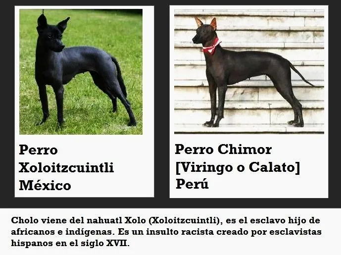 Peruanista: Significado y origen de cholo