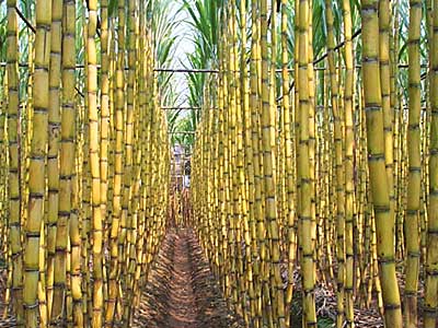 Perutiles: Elaboran Papel de Caña de Azúcar