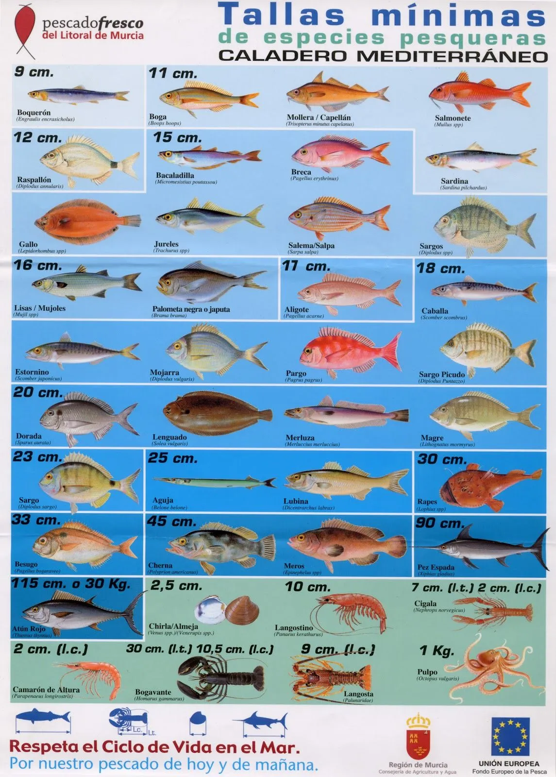 Todos los tipos de peces - Imagui