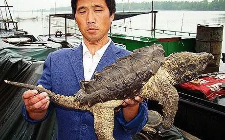 Pescador chino captura raro animal acuático que semeja una tortuga ...