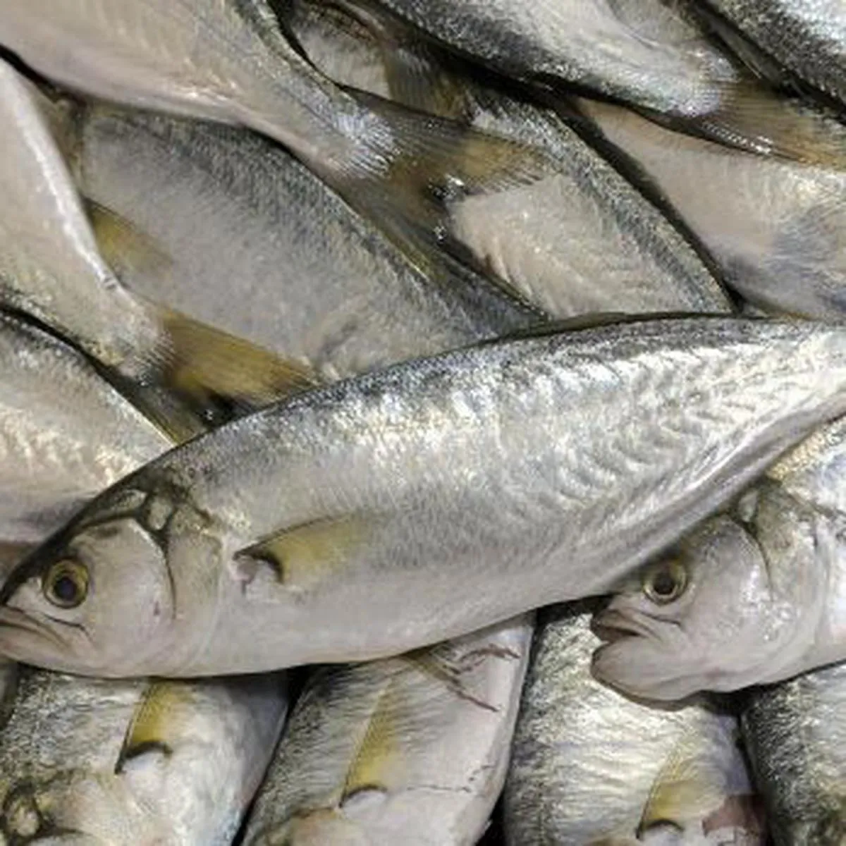 Cuáles son los pescados más consumidos por los peruanos? | ECONOMIA | EL  COMERCIO PERÚ