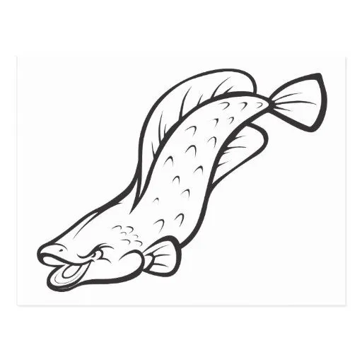 Pescados salvajes de Arapaima en blanco y negro Postal | Zazzle