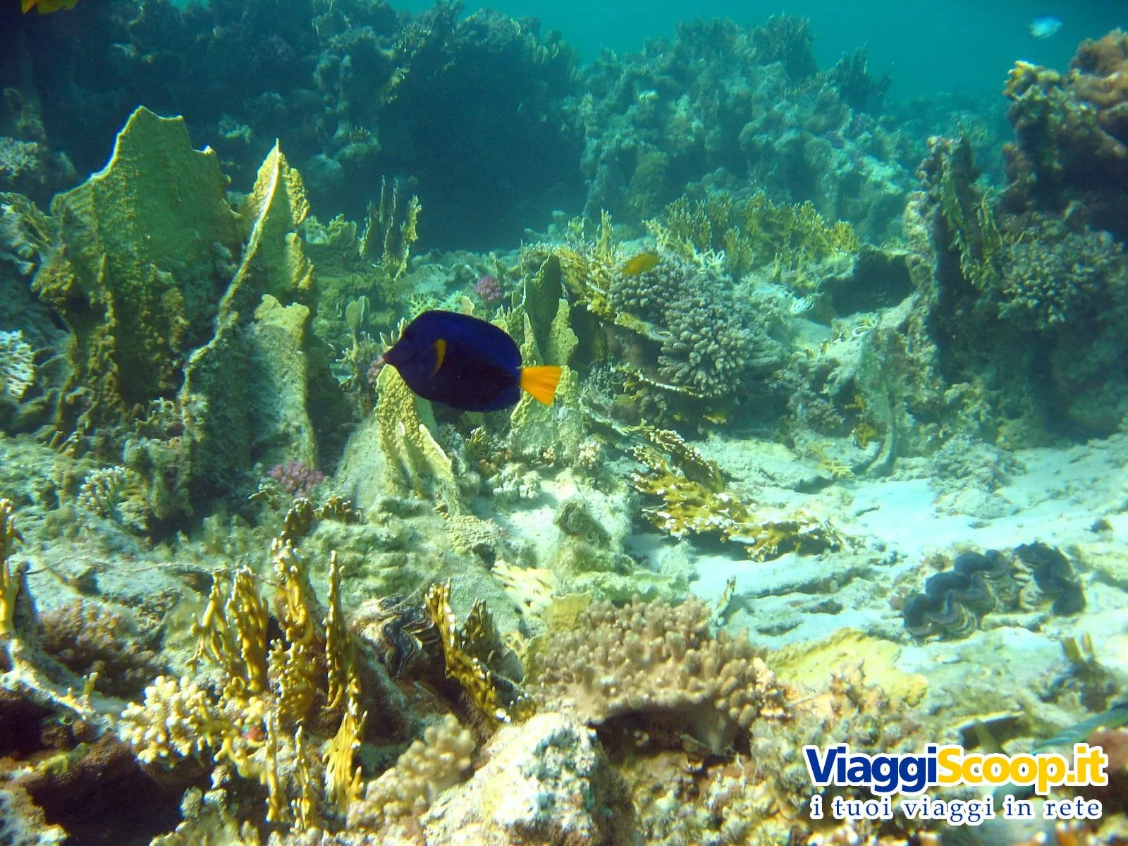 Pesci Marini Di Acqua Dolce E Tropicali Anfibi Rettili Pinguini ...