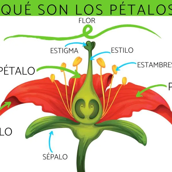 Qué son los PÉTALOS y su función - ¡Resumen!