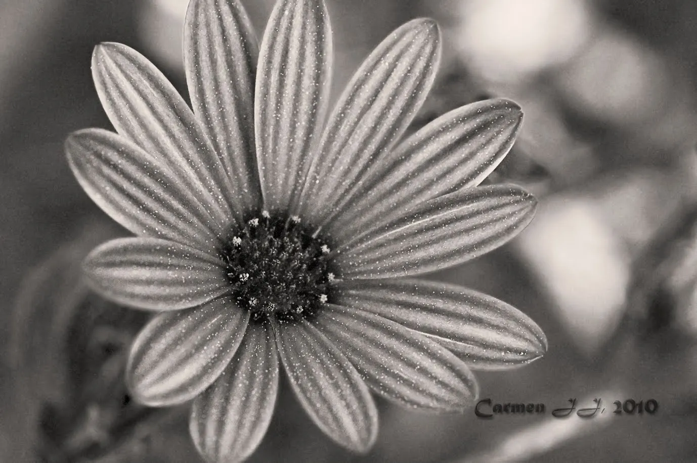 Petalos rallados en Blanco y negro