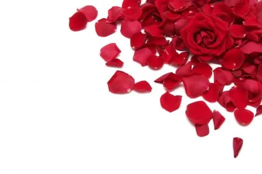 Petalos rosa - Imagui