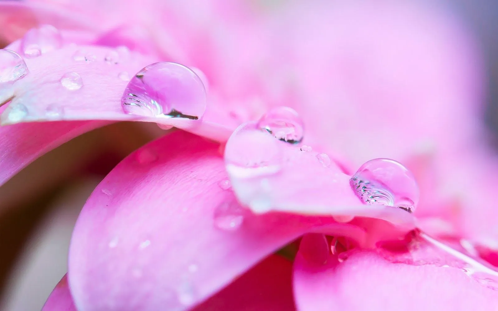 Pétalos Rosados con Gotas de Agua | Fotos e Imágenes en FOTOBLOG X