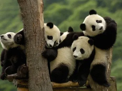 pete-oxford-giant-panda-babies-wolong-china-conservation-and-research ...